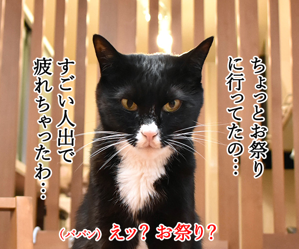 日本三大祭りの一つ　猫の写真で４コマ漫画　２コマ目ッ