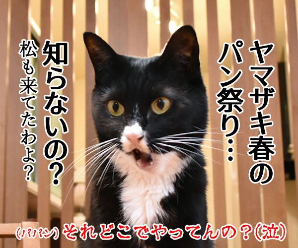 日本三大祭りの一つ　猫の写真で４コマ漫画　４コマ目ッ