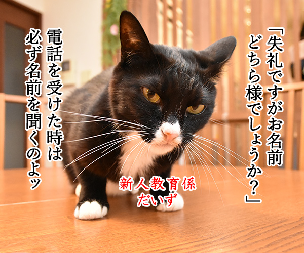 新入社員　あずき　其の一　猫の写真で４コマ漫画　１コマ目ッ