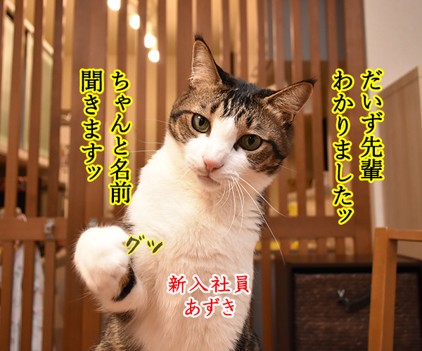 新入社員　あずき　其の一　猫の写真で４コマ漫画　２コマ目ッ