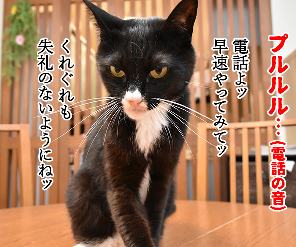 新入社員　あずき　其の一　猫の写真で４コマ漫画　３コマ目ッ