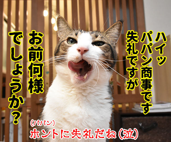 新入社員　あずき　其の一　猫の写真で４コマ漫画　４コマ目ッ