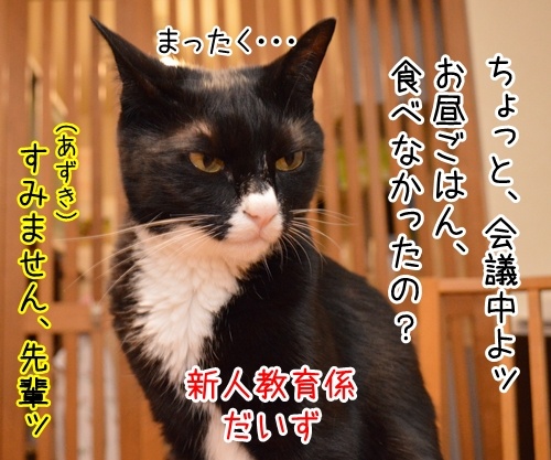 新入社員　あずき　其の二　猫の写真で４コマ漫画　３コマ目ッ