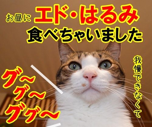 新入社員　あずき　其の二　猫の写真で４コマ漫画　４コマ目ッ