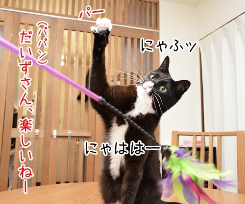 だいずさんとパパンは…　猫の写真で４コマ漫画　２コマ目ッ