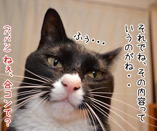 俺通信　猫の写真で４コマ漫画　２コマ目ッ