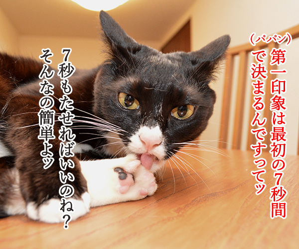 第一印象は最初の７秒で決まるのよッ　猫の写真で４コマ漫画　１コマ目ッ