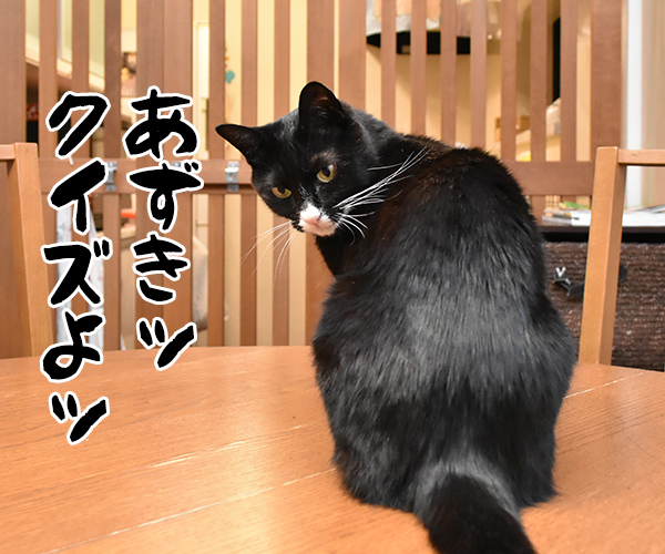 クイズですッ！！　猫の写真で４コマ漫画　１コマ目ッ