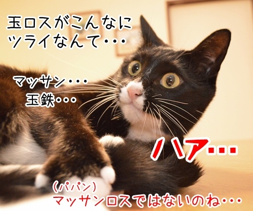 マッサンが終わっちゃったから　猫の写真で４コマ漫画　３コマ目ッ