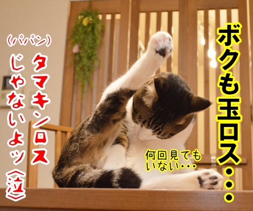 マッサンが終わっちゃったから　猫の写真で４コマ漫画　４コマ目ッ