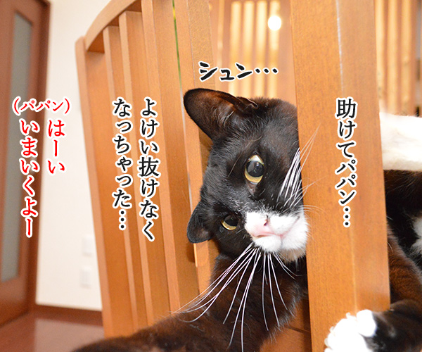 挟まっちゃったの　猫の写真で４コマ漫画　４コマ目ッ