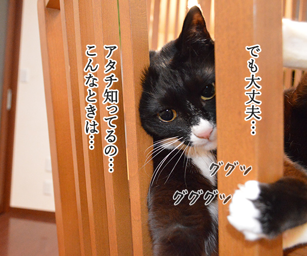 挟まっちゃったの　猫の写真で４コマ漫画　２コマ目ッ