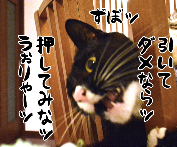 挟まっちゃったの　猫の写真で４コマ漫画　３コマ目ッ