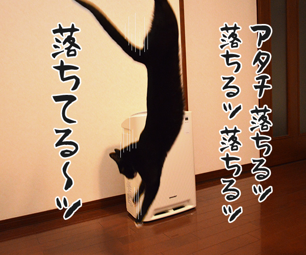 絶対にこの手を離さないでッ　猫の写真で４コマ漫画　３コマ目ッ