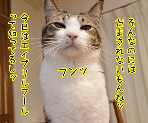 今日はエイプリルフール　猫の写真で４コマ漫画　２コマ目ッ