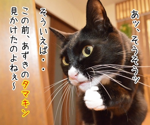 今日はエイプリルフール　猫の写真で４コマ漫画　３コマ目ッ