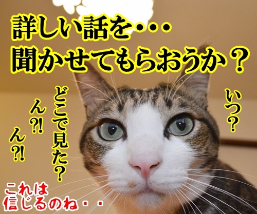 今日はエイプリルフール　猫の写真で４コマ漫画　４コマ目ッ