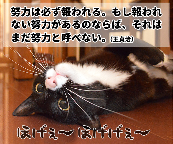 やる気の出る言葉　猫の写真で４コマ漫画　３コマ目ッ