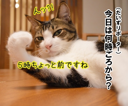 お花見リポーター　だいず　猫の写真で４コマ漫画　２コマ目ッ