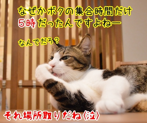 お花見リポーター　だいず　猫の写真で４コマ漫画　４コマ目ッ