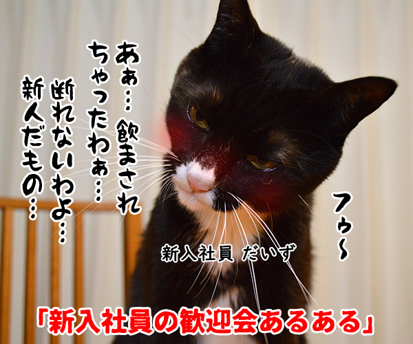 新入社員の歓迎会あるある　猫の写真で４コマ漫画　１コマ目ッ