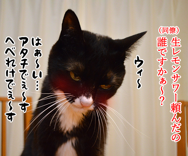 新入社員の歓迎会あるある　猫の写真で４コマ漫画　２コマ目ッ