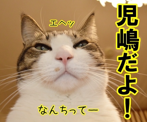 児島だよ！　猫の写真で４コマ漫画　２コマ目ッ