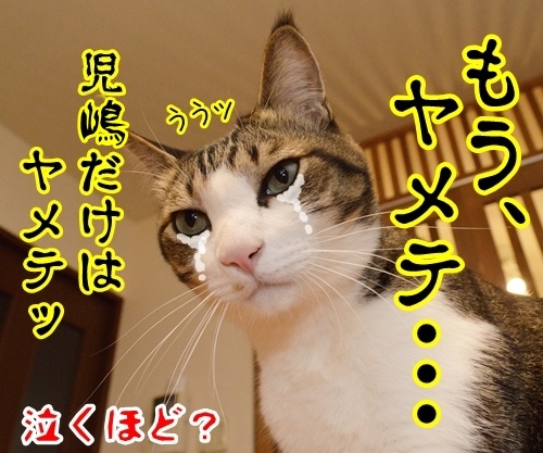 児島だよ！　猫の写真で４コマ漫画　４コマ目ッ