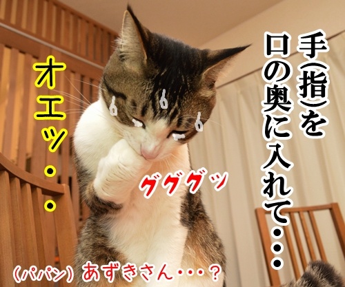 ねこ あるある？　猫の写真で４コマ漫画　３コマ目ッ