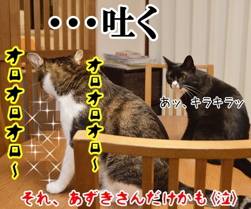 ねこ あるある？　猫の写真で４コマ漫画　４コマ目ッ