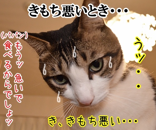 ねこ あるある？　猫の写真で４コマ漫画　２コマ目ッ