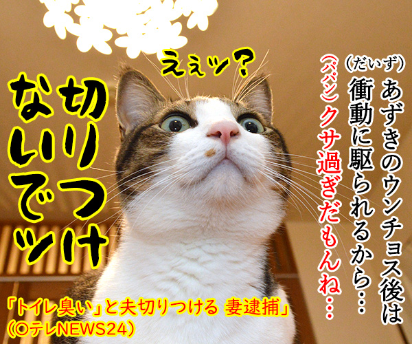 ４月１３日のニュースを見て…　猫の写真で４コマ漫画　４コマ目ッ