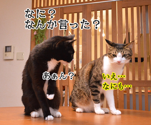 まったくあずきはドジでノロマな…　猫の写真で４コマ漫画　２コマ目ッ