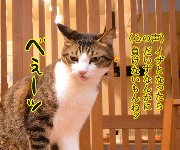 まったくあずきはドジでノロマな…　猫の写真で４コマ漫画　３コマ目ッ