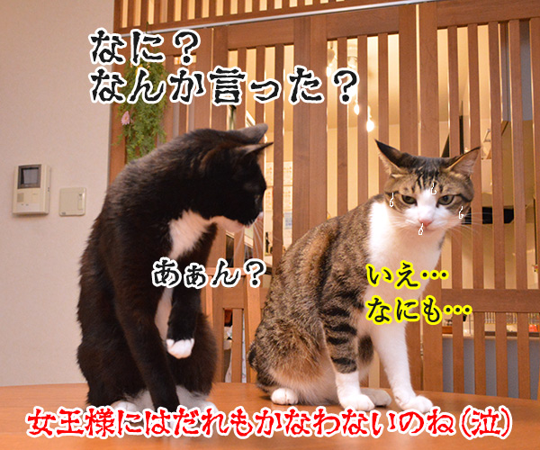 まったくあずきはドジでノロマな…　猫の写真で４コマ漫画　４コマ目ッ