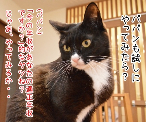 うわっ… 私の年収、低すぎ…？　猫の写真で４コマ漫画　２コマ目ッ