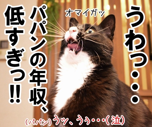 うわっ… 私の年収、低すぎ…？　猫の写真で４コマ漫画　３コマ目ッ