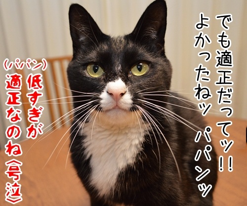 うわっ… 私の年収、低すぎ…？　猫の写真で４コマ漫画　４コマ目ッ