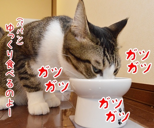 ゆっくり食べるのよー　猫の写真で４コマ漫画　１コマ目ッ