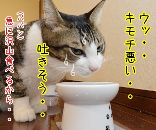 ゆっくり食べるのよー　猫の写真で４コマ漫画　２コマ目ッ