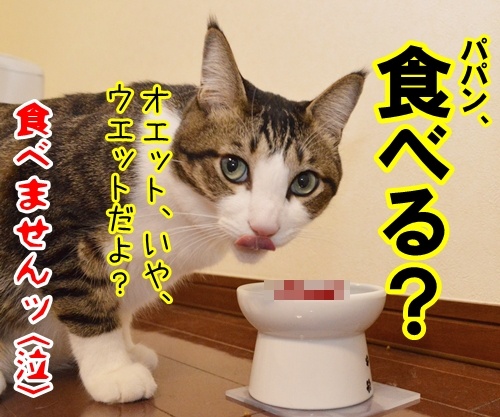 ゆっくり食べるのよー　猫の写真で４コマ漫画　４コマ目ッ