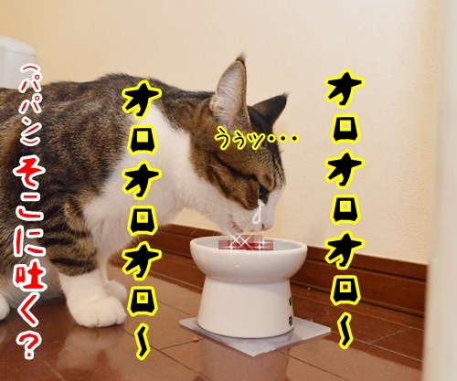 ゆっくり食べるのよー　猫の写真で４コマ漫画　３コマ目ッ