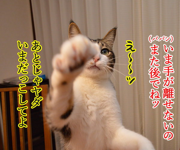 パパン、だっこぉ～　猫の写真で４コマ漫画　２コマ目ッ