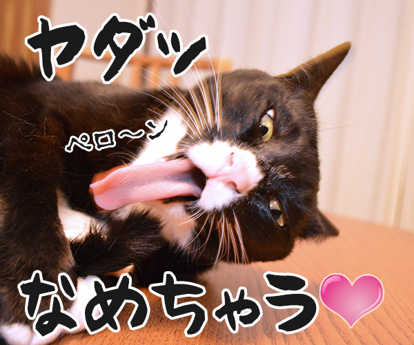 まったくあずきはドジでノロマな…　其の二　猫の写真で４コマ漫画　４コマ目ッ