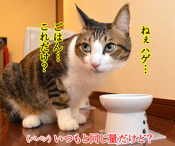 あずきさん　ごはんだよぉー　猫の写真で４コマ漫画　２コマ目ッ