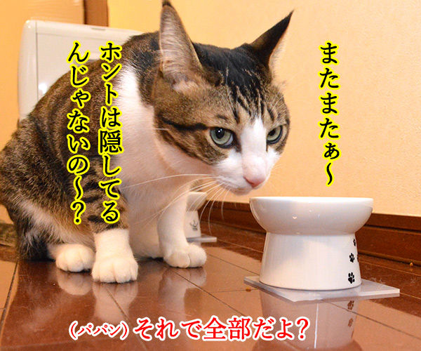 あずきさん　ごはんだよぉー　猫の写真で４コマ漫画　３コマ目ッ