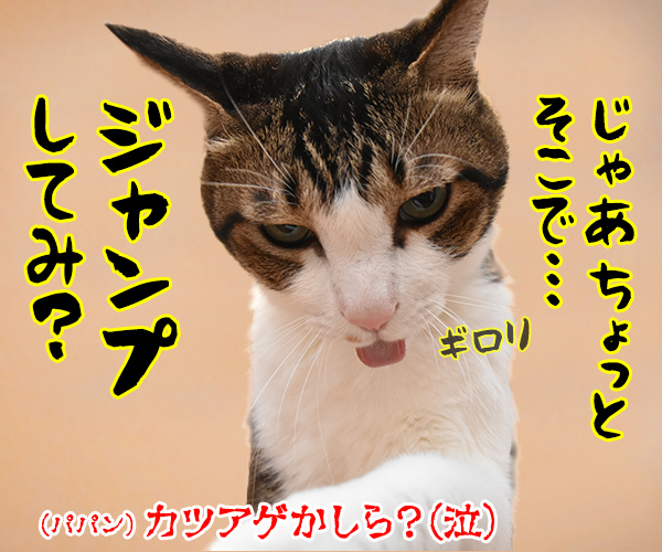 あずきさん　ごはんだよぉー　猫の写真で４コマ漫画　４コマ目ッ