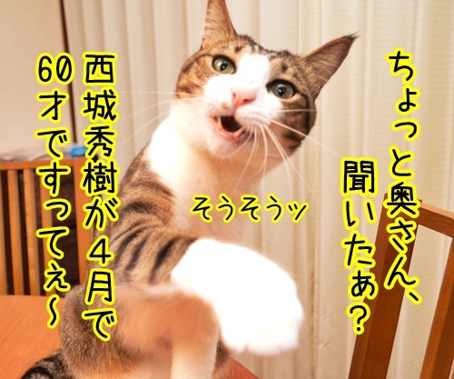 ちょっと奥さん、聞いたぁ？　猫の写真で４コマ漫画　１コマ目ッ