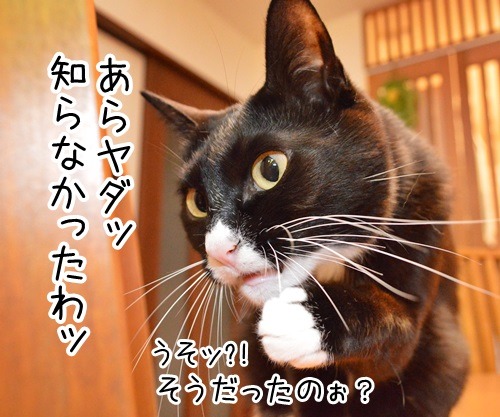 ちょっと奥さん、聞いたぁ？　猫の写真で４コマ漫画　２コマ目ッ