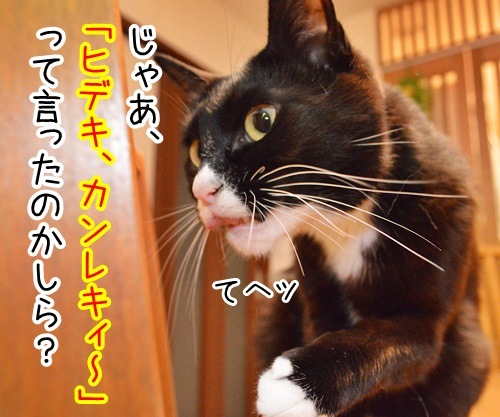 ちょっと奥さん、聞いたぁ？　猫の写真で４コマ漫画　３コマ目ッ